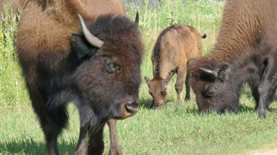 Bison at Minneopa State Park